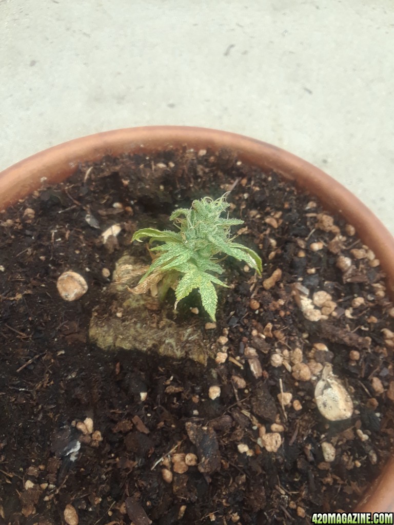 mini_plant_2