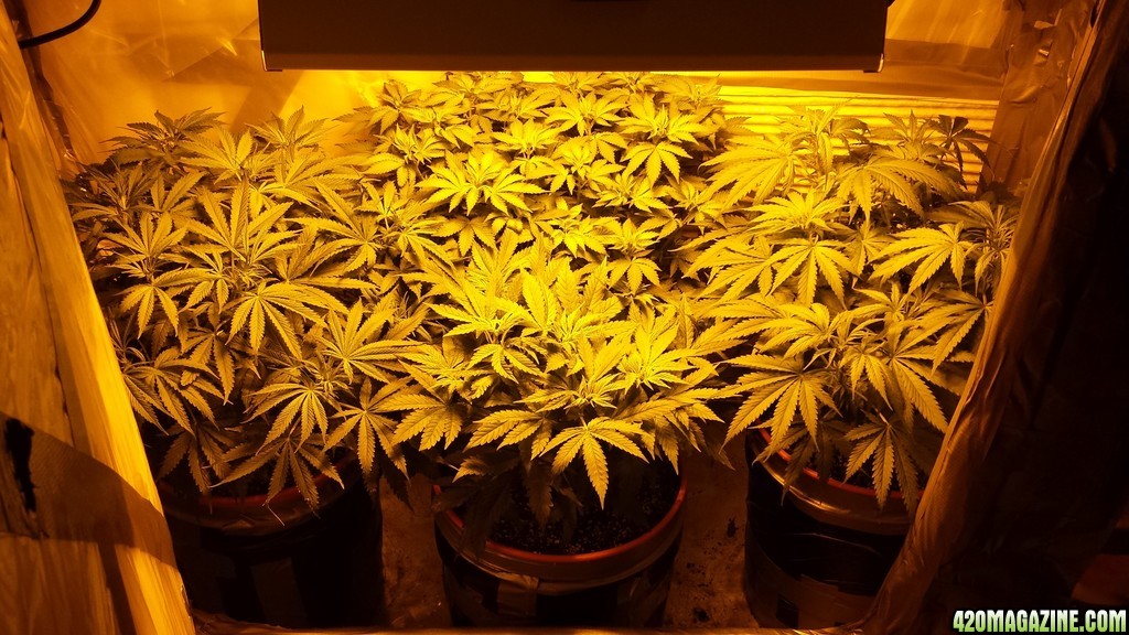 Misc. Grow Journal Photos 1-29-14