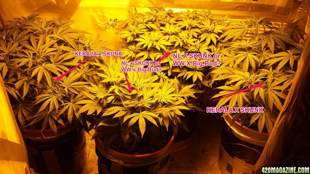 Misc. Grow Journal Photos 1-29-14