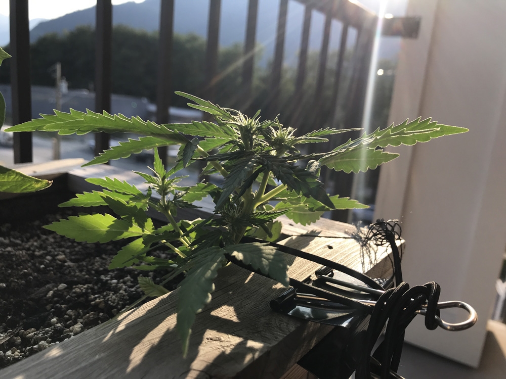 Misc Seed Autoflower