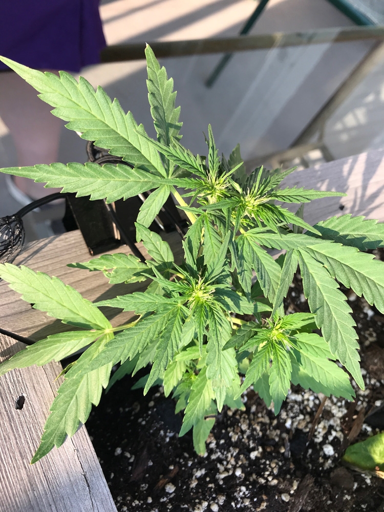 Misc Seed Autoflower