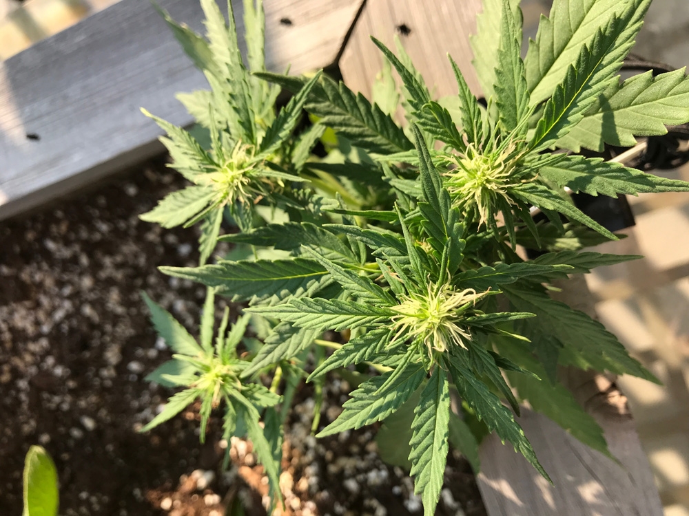 Misc Seed - Garden Grow