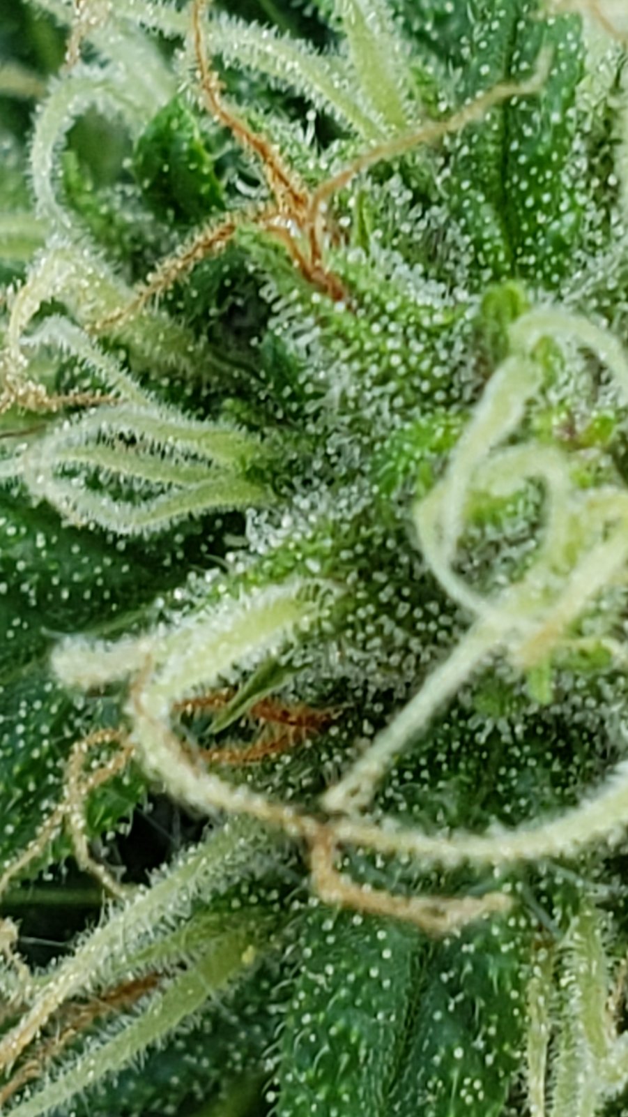 Misc1_trichomes_06072021.jpg