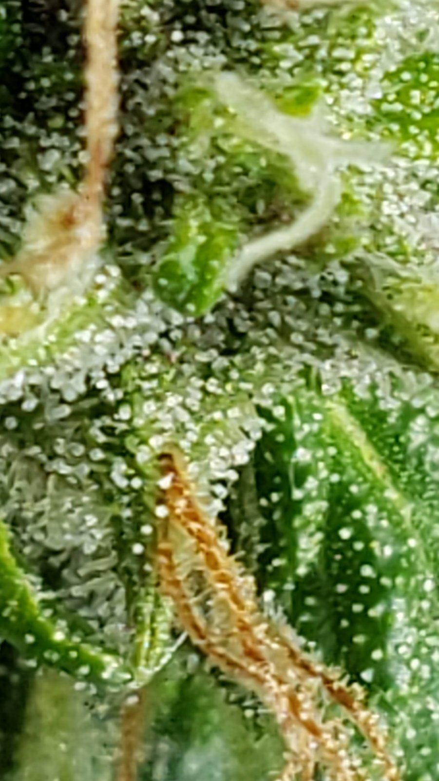 Misc1_trichomes_06102021.jpg