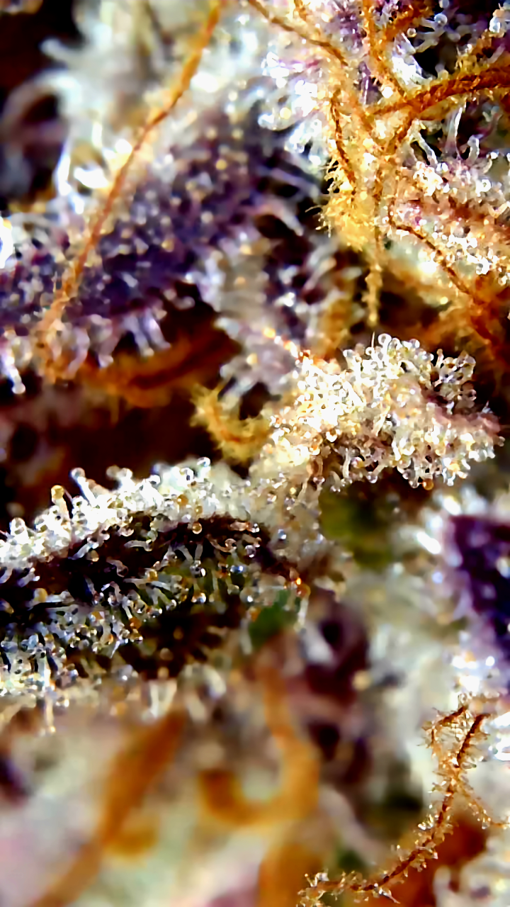 Misfit trichomes