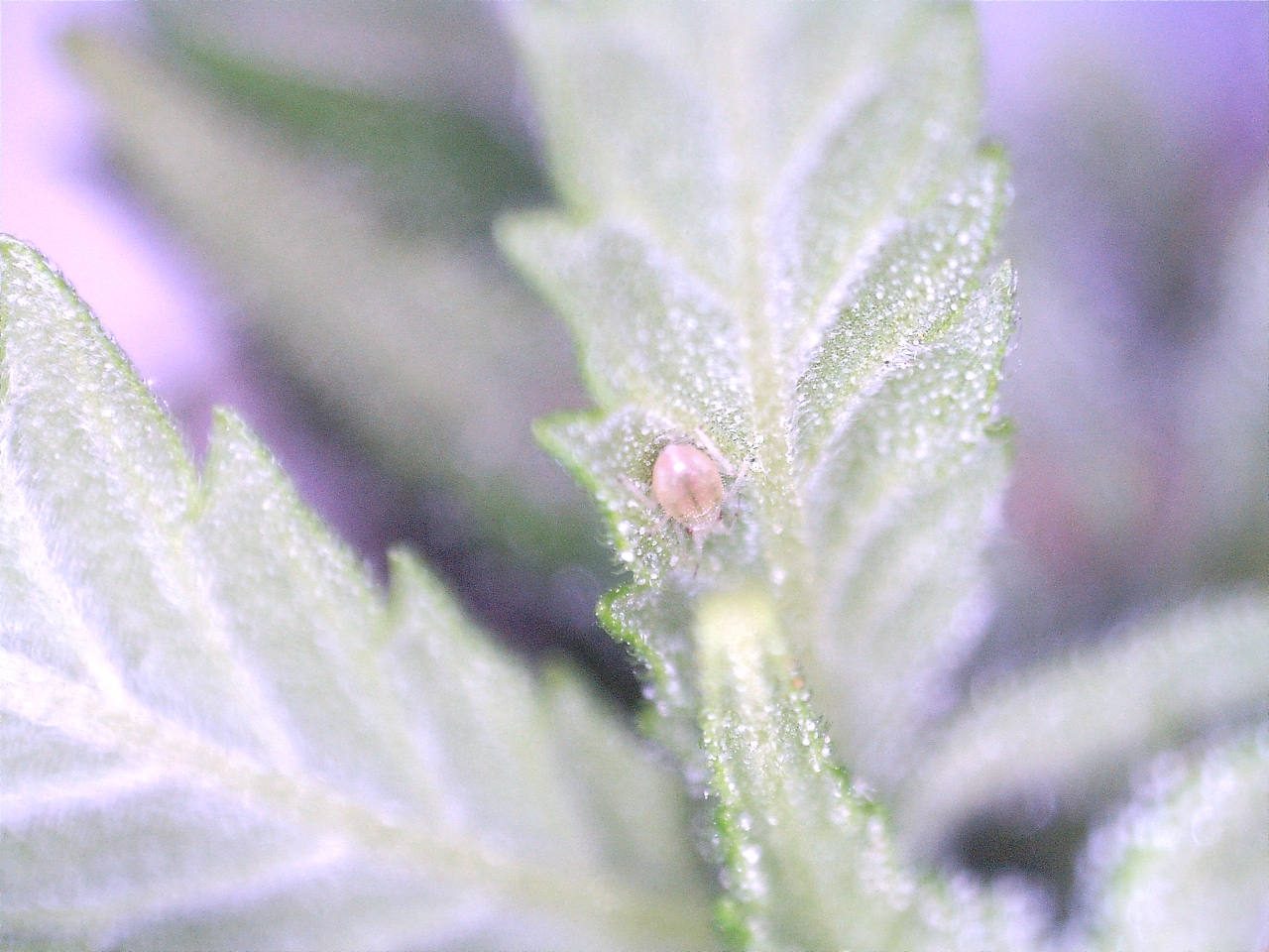 mite-aphid-01.jpg