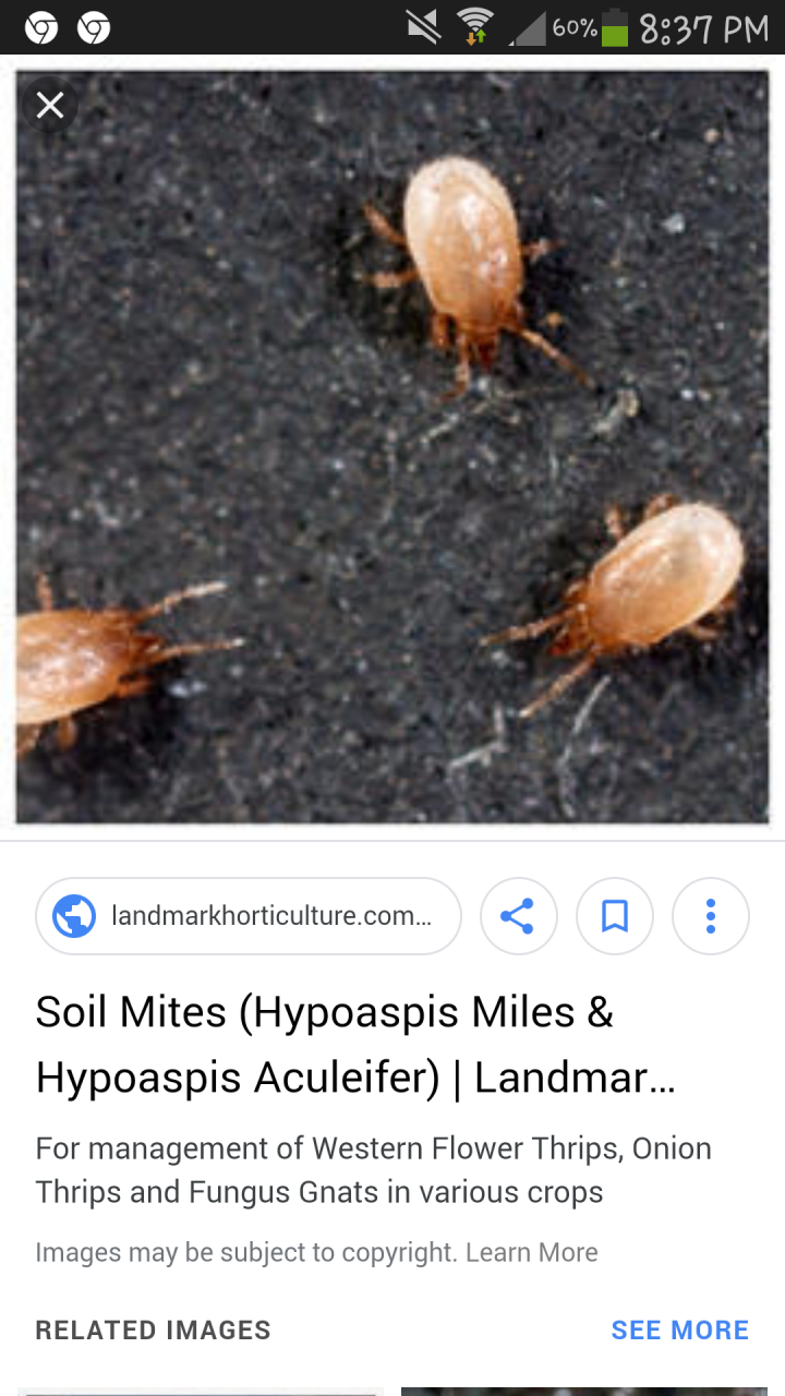 Mites