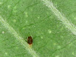 mites4.JPG