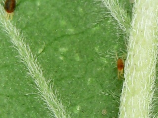 mites5.JPG