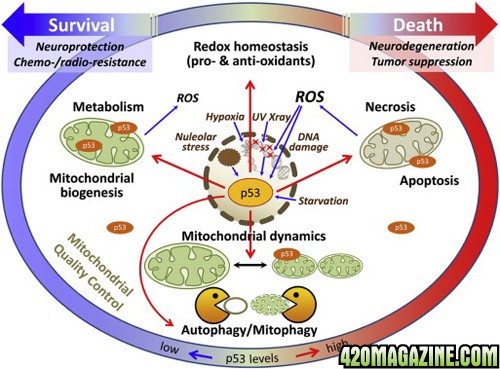 Mitochondrial_maintenance