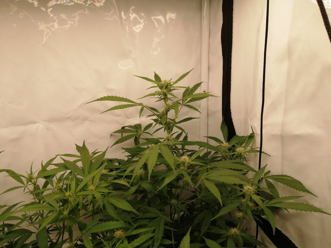 Mixed Strains Scrog - Day 12 Of Flower