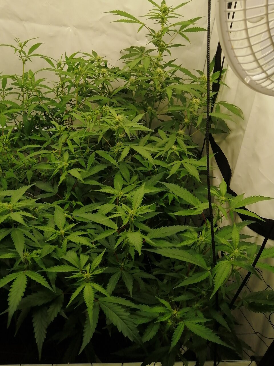 Mixed Strains Scrog - Day 12 Of Flower