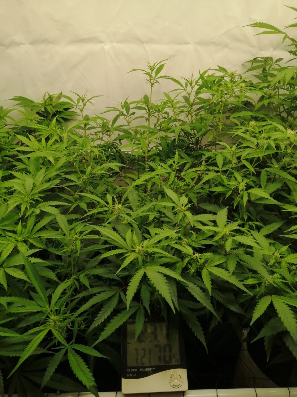 Mixed Strains Scrog - Day 12 Of Flower