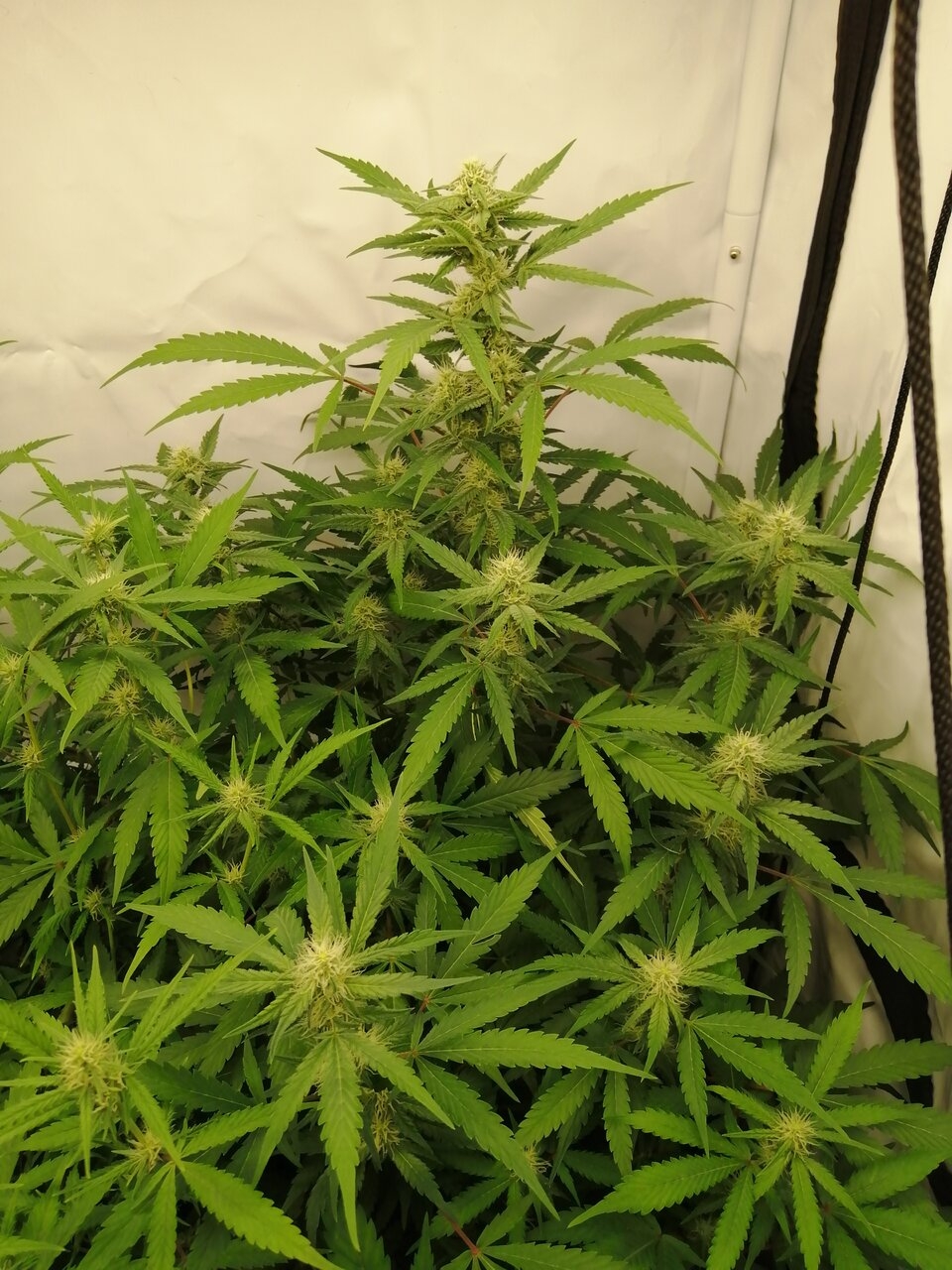 Mixed Strains Scrog - Day 19 Of Flower