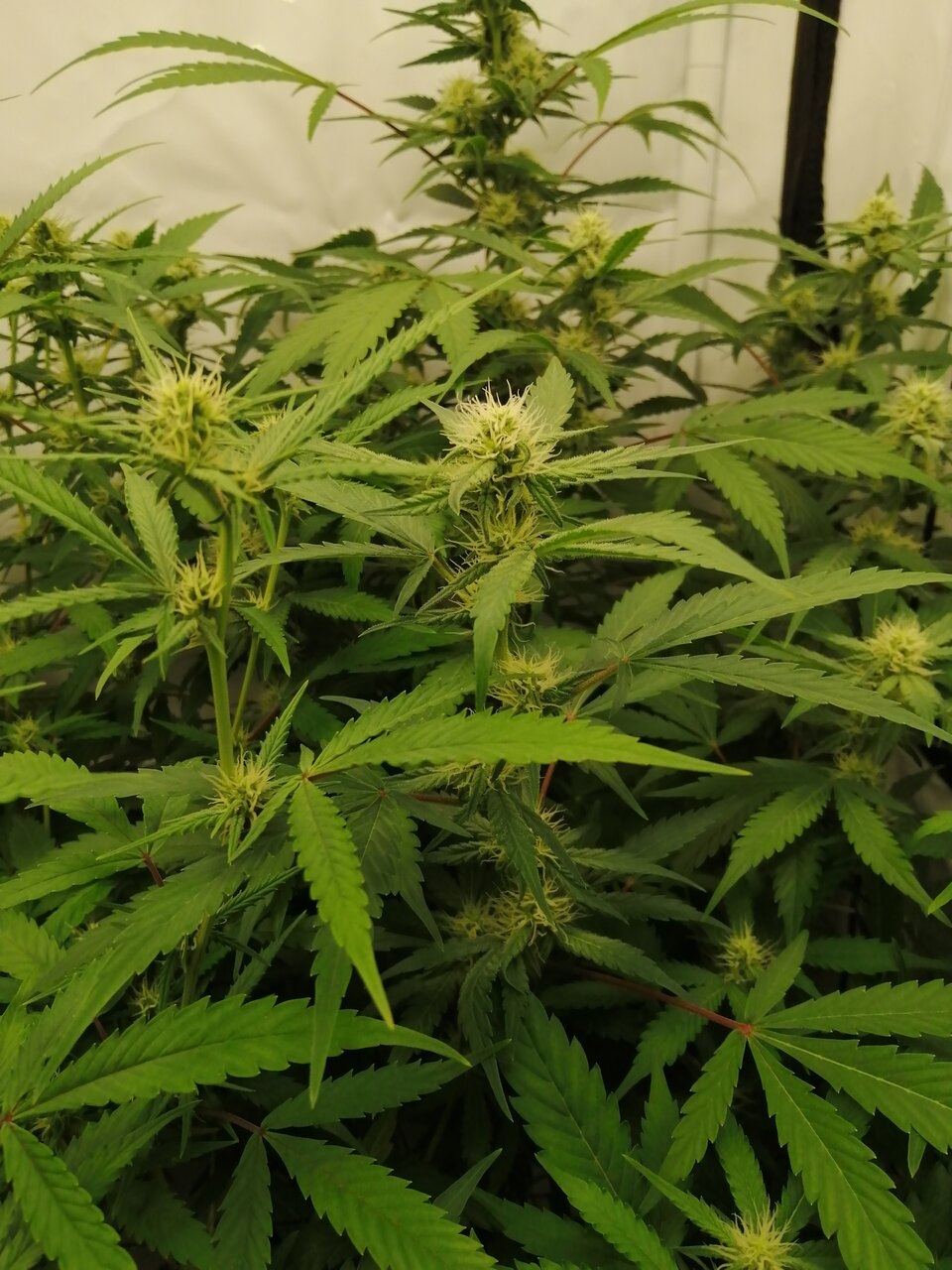 Mixed Strains Scrog - Day 19 Of Flower