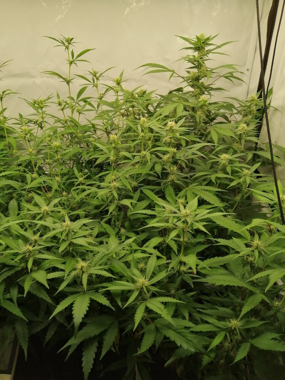 Mixed Strains Scrog - Day 19 Of Flower