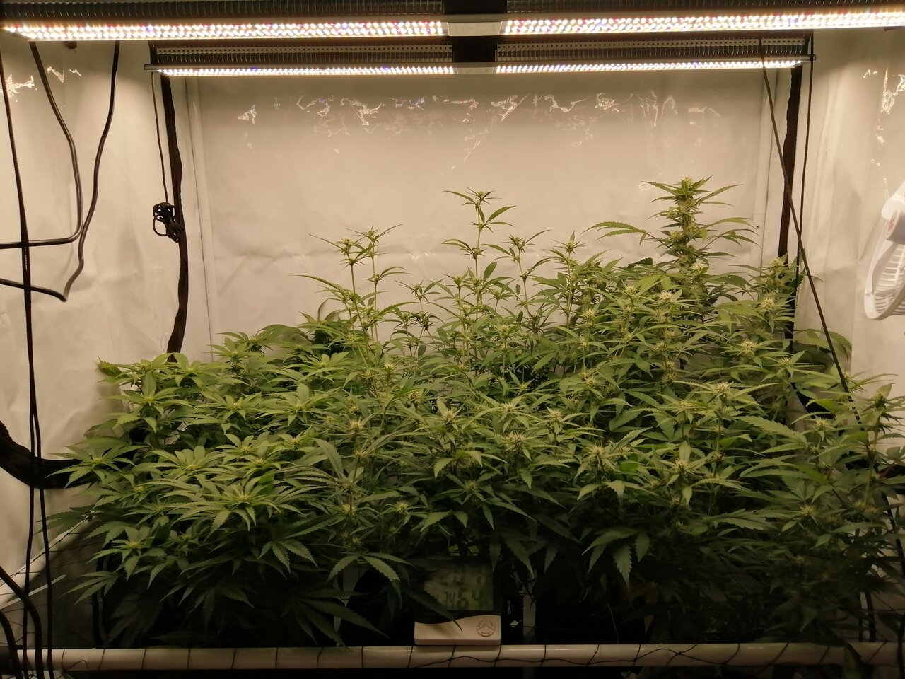 Mixed Strains Scrog - Day 19 Of Flower