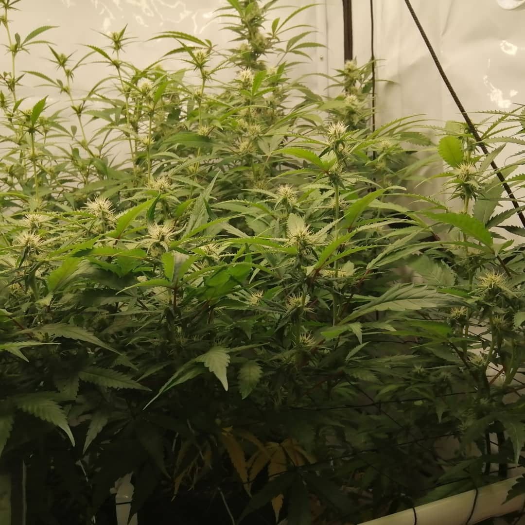 Mixed Strains Scrog - Day 20 Of Flower