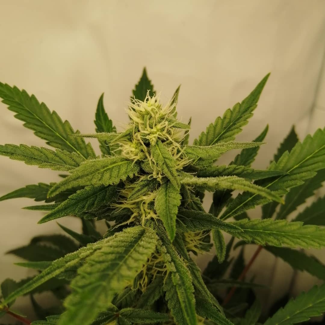 Mixed Strains Scrog - Day 20 Of Flower