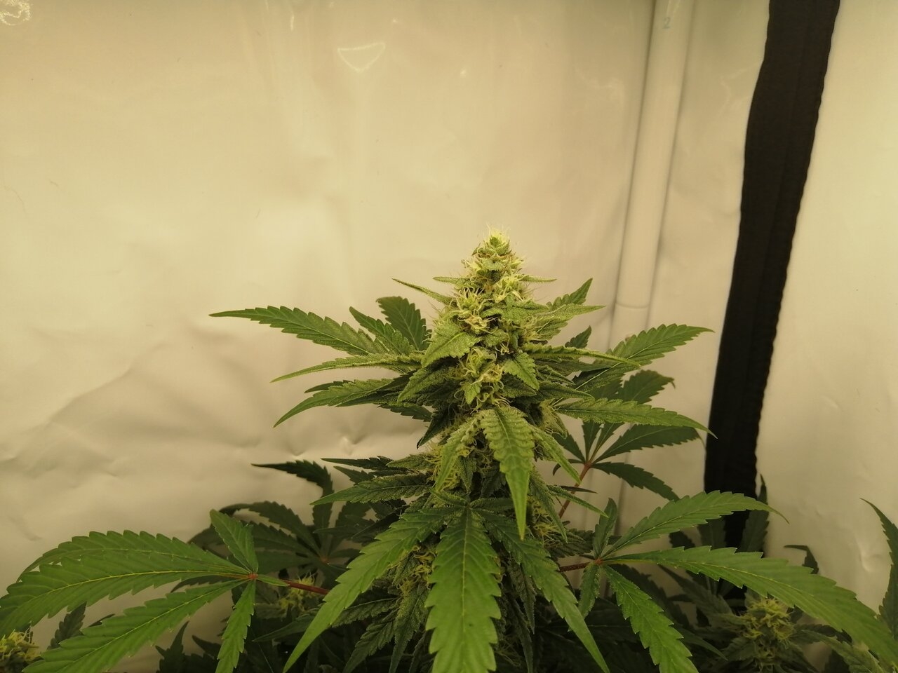 Mixed Strains Scrog - Day 25 Of Flower