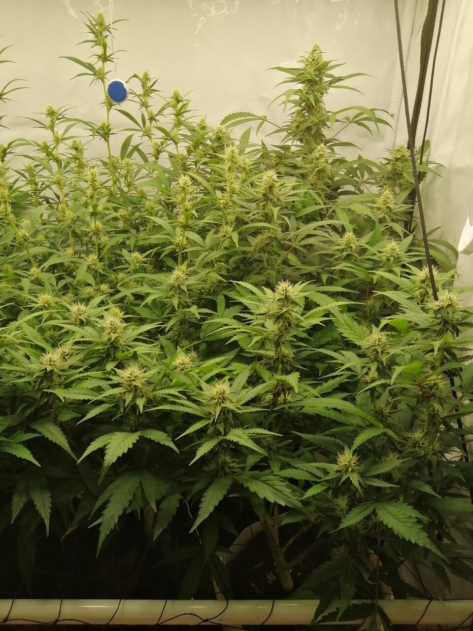 Mixed Strains Scrog - Day 25 Of Flower