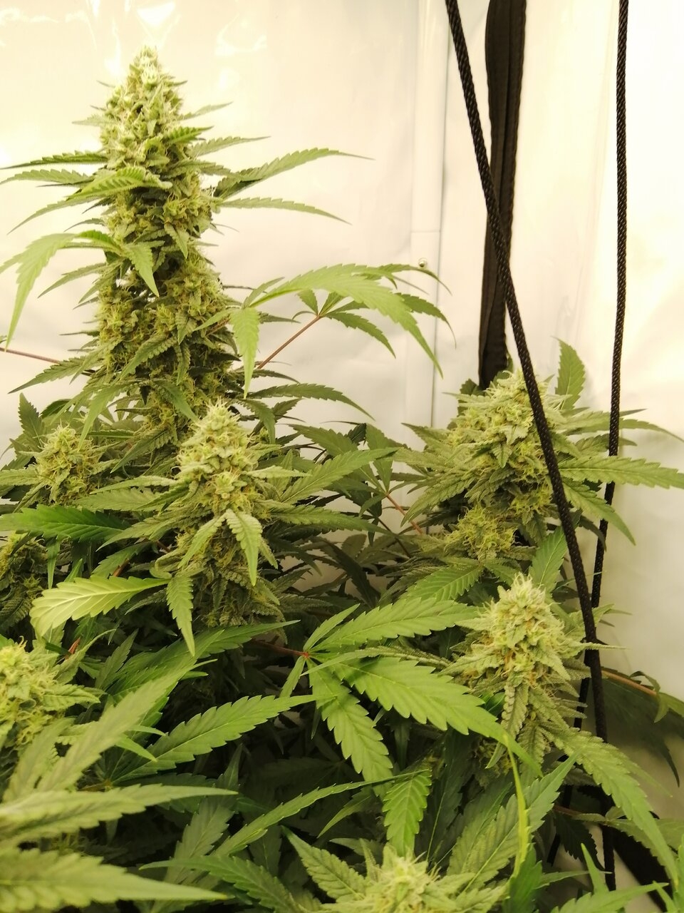 Mixed Strains Scrog - Day 30 Of Flower