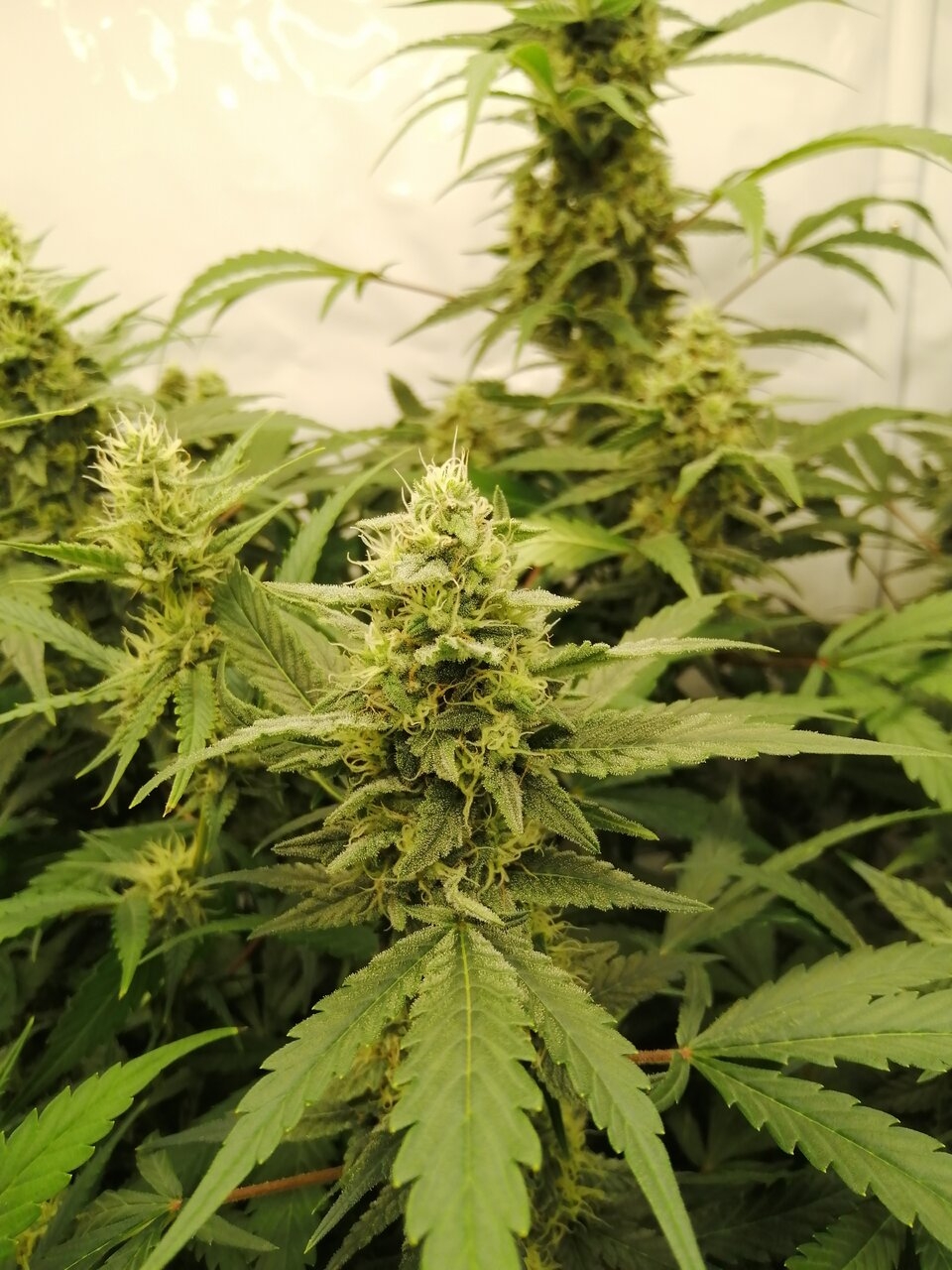 Mixed Strains Scrog - Day 30 Of Flower