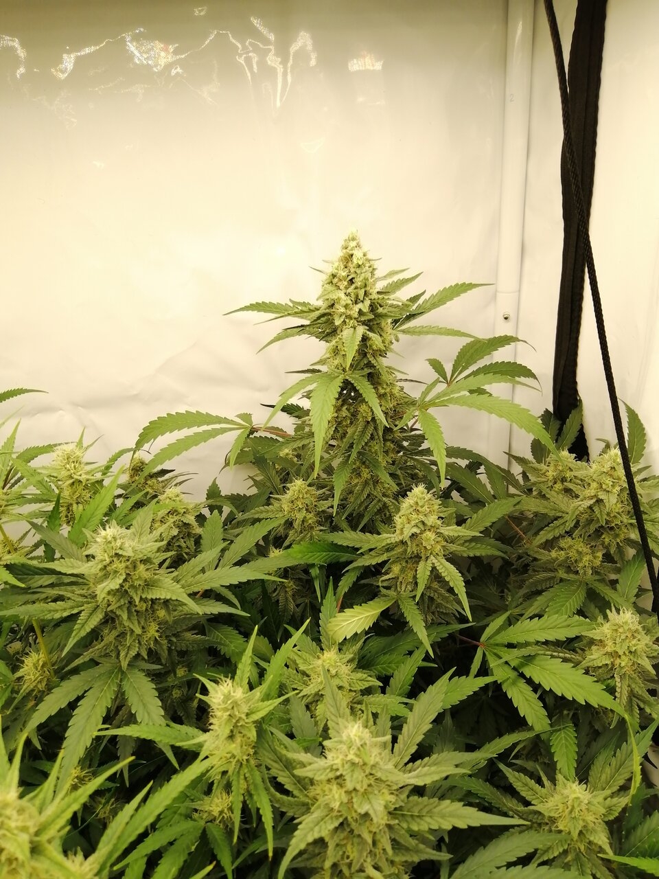 Mixed Strains Scrog - Day 30 Of Flower