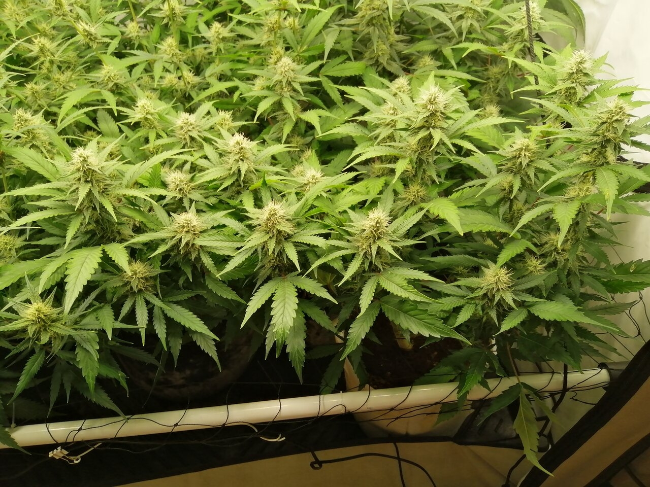 Mixed Strains Scrog - Day 30 Of Flower