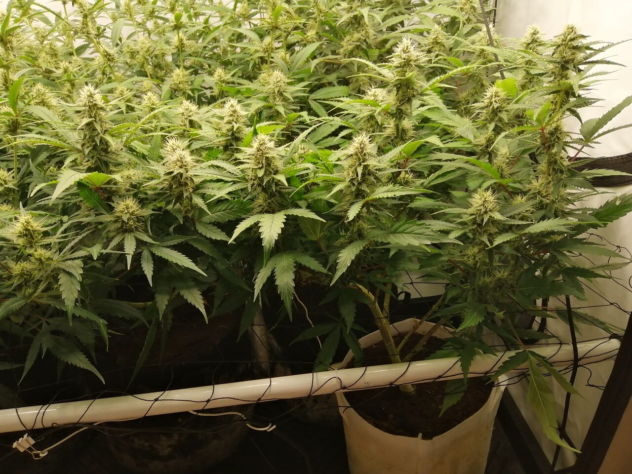 Mixed Strains Scrog - Day 30 Of Flower