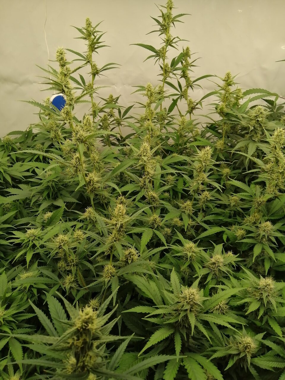 Mixed Strains Scrog - Day 30 Of Flower