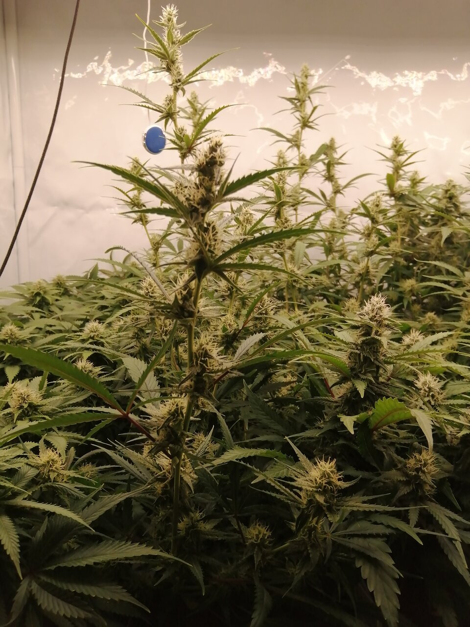 Mixed Strains Scrog - Day 30 Of Flower