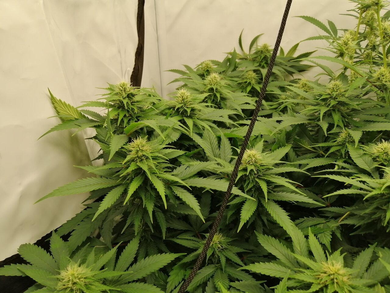 Mixed Strains Scrog - Day 30 Of Flower