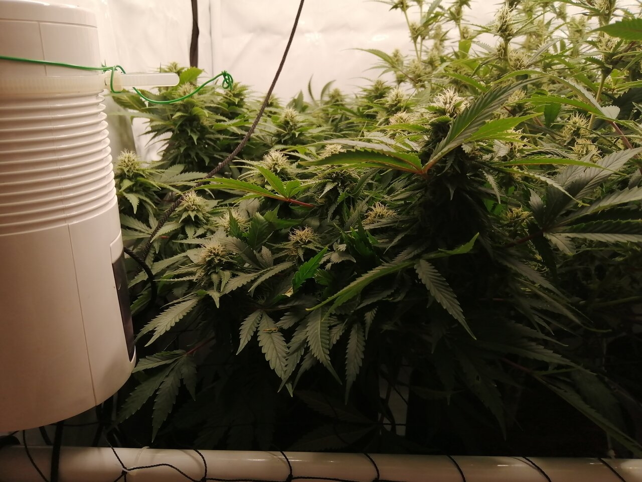 Mixed Strains Scrog - Day 30 Of Flower