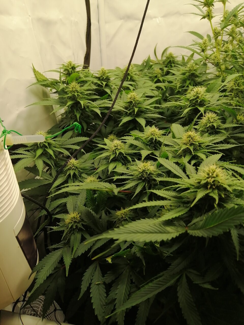 Mixed Strains Scrog - Day 30 Of Flower