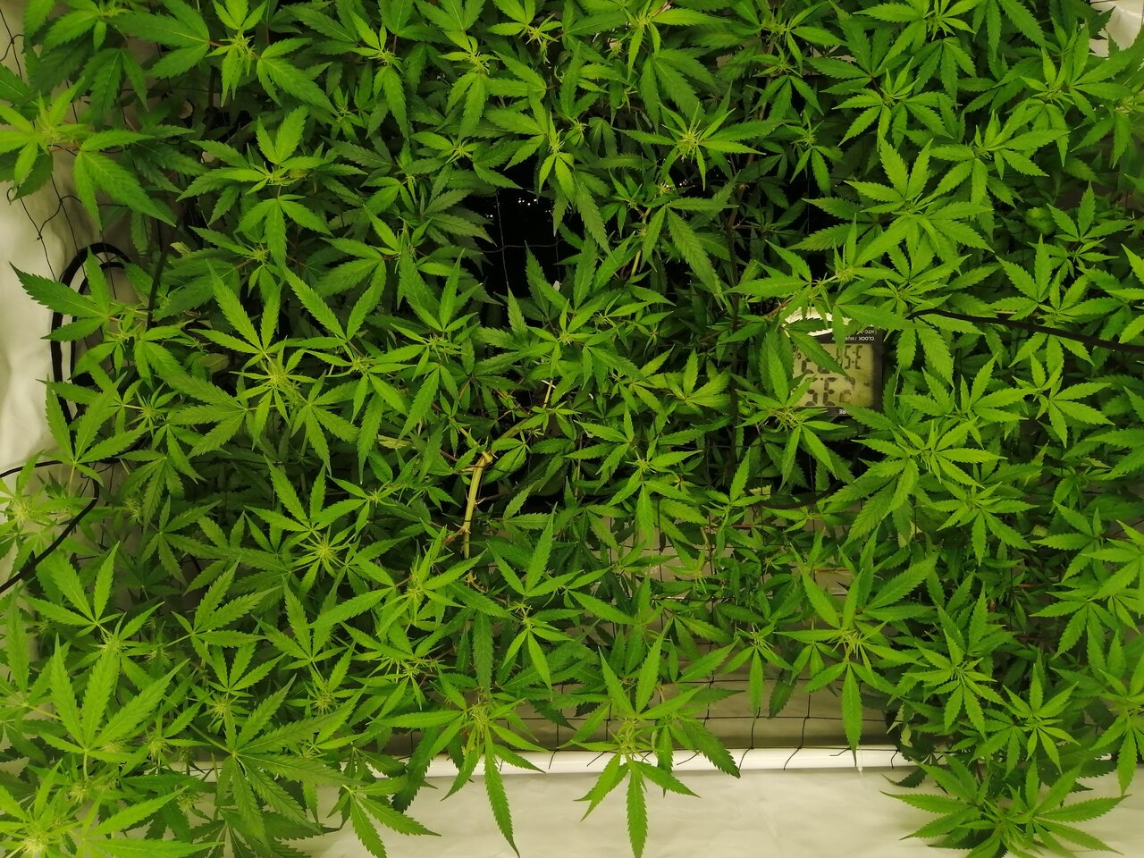 Mixed Strains Scrog - Day 8 Of Flower