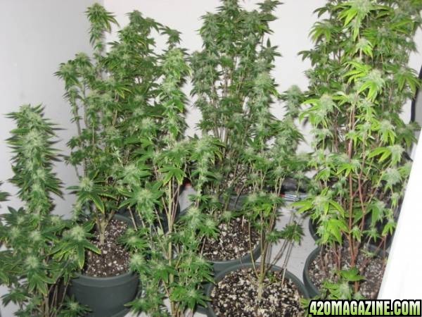 MJ grow room