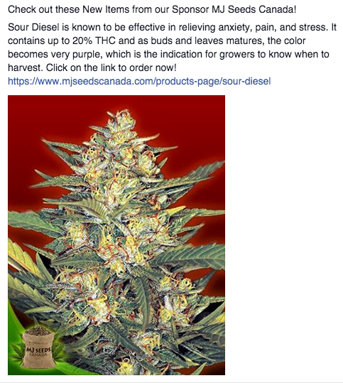 MJ Seeds Canada FB 10/06/14