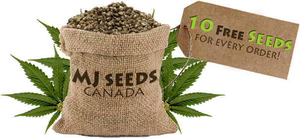 MJ Seeds Canada