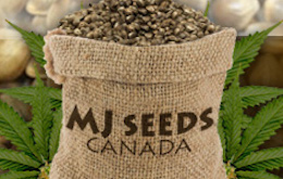 MJSeedsCanada 260x165