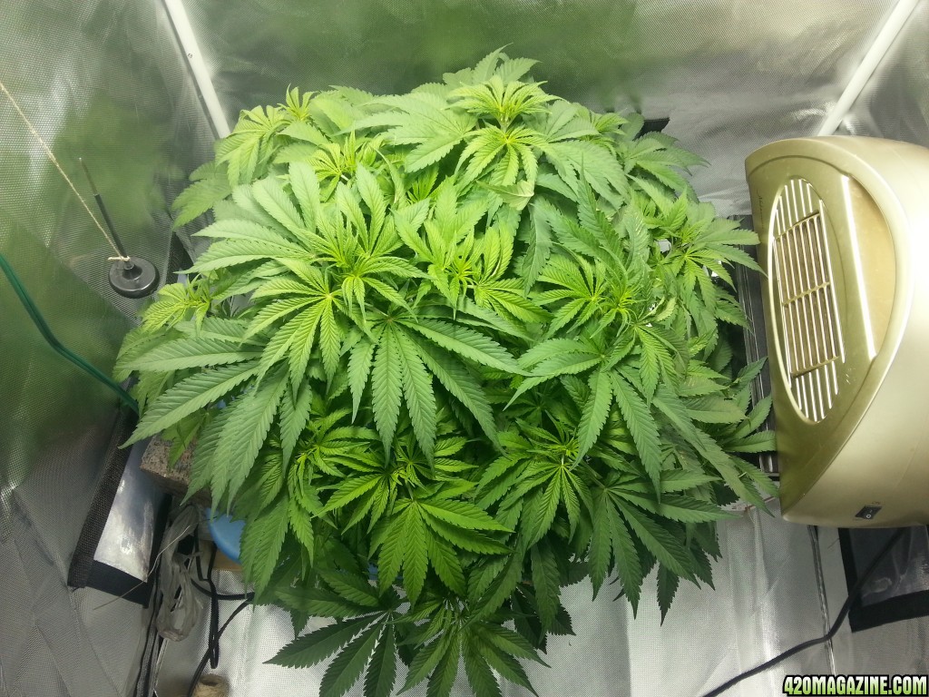 MK LST 45 Days