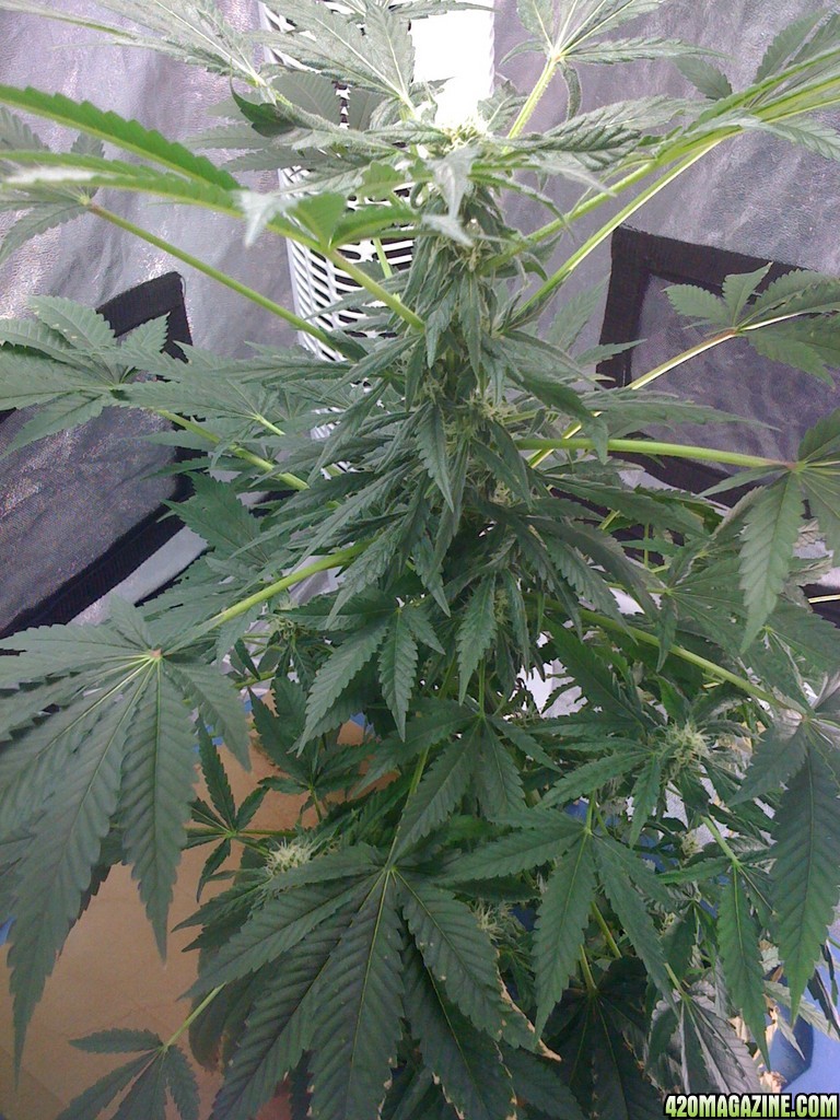 MK ultra week 2 flower