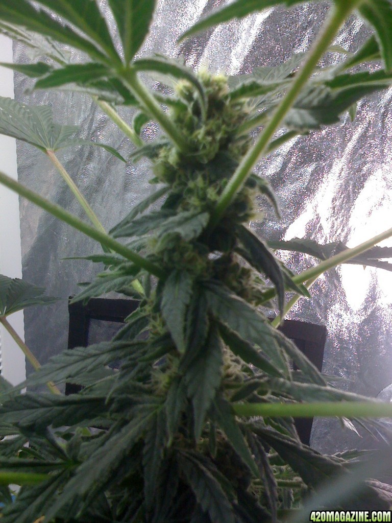 MK Ultra week 4 flower