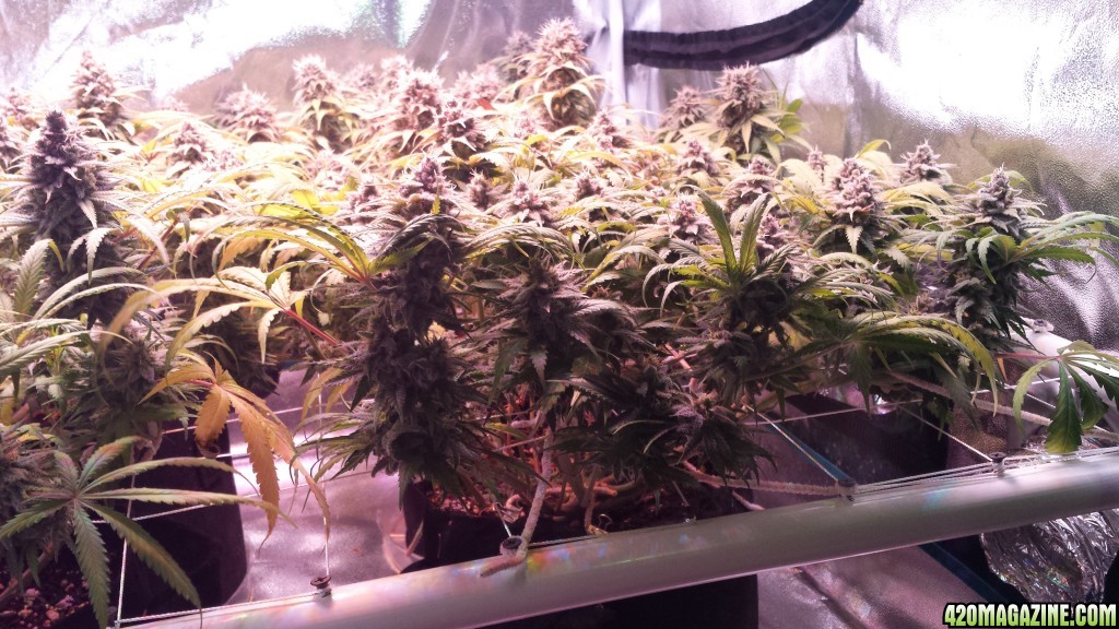 mm2 55 days in flower