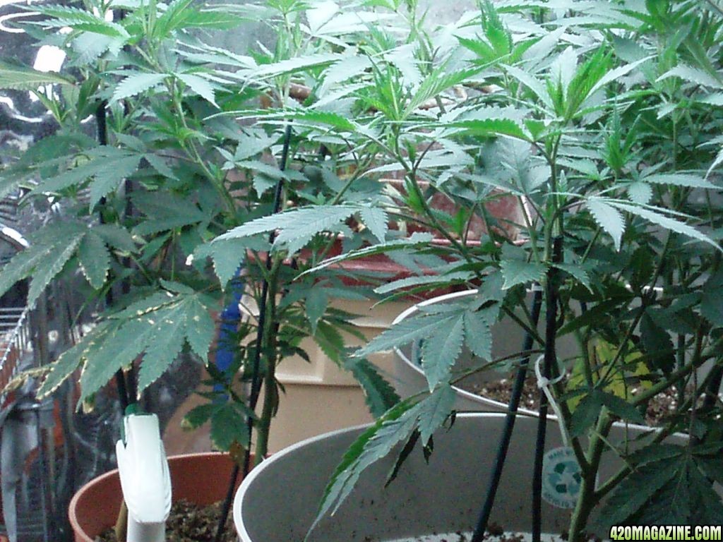 MMJ Room