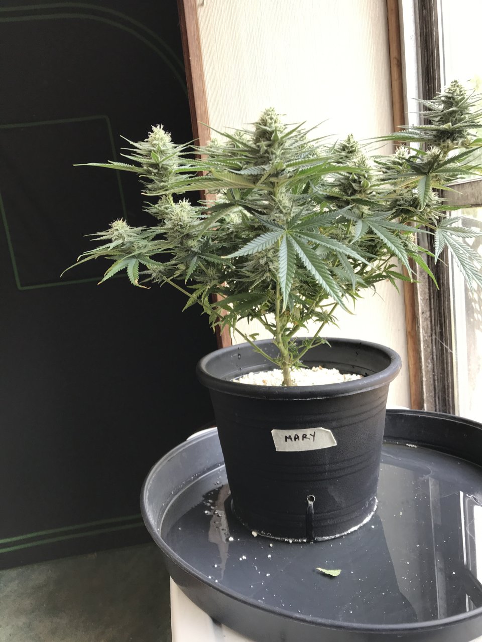 Moby Dick (Mary)-Day 23F-x.JPG