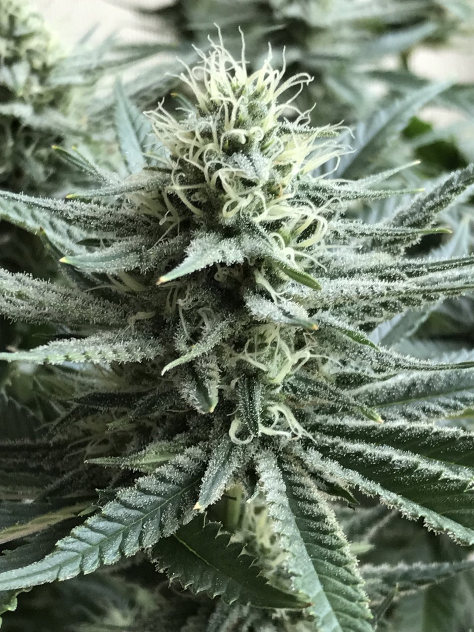 Moby Dick (Mary)-Day 23F-y.JPG