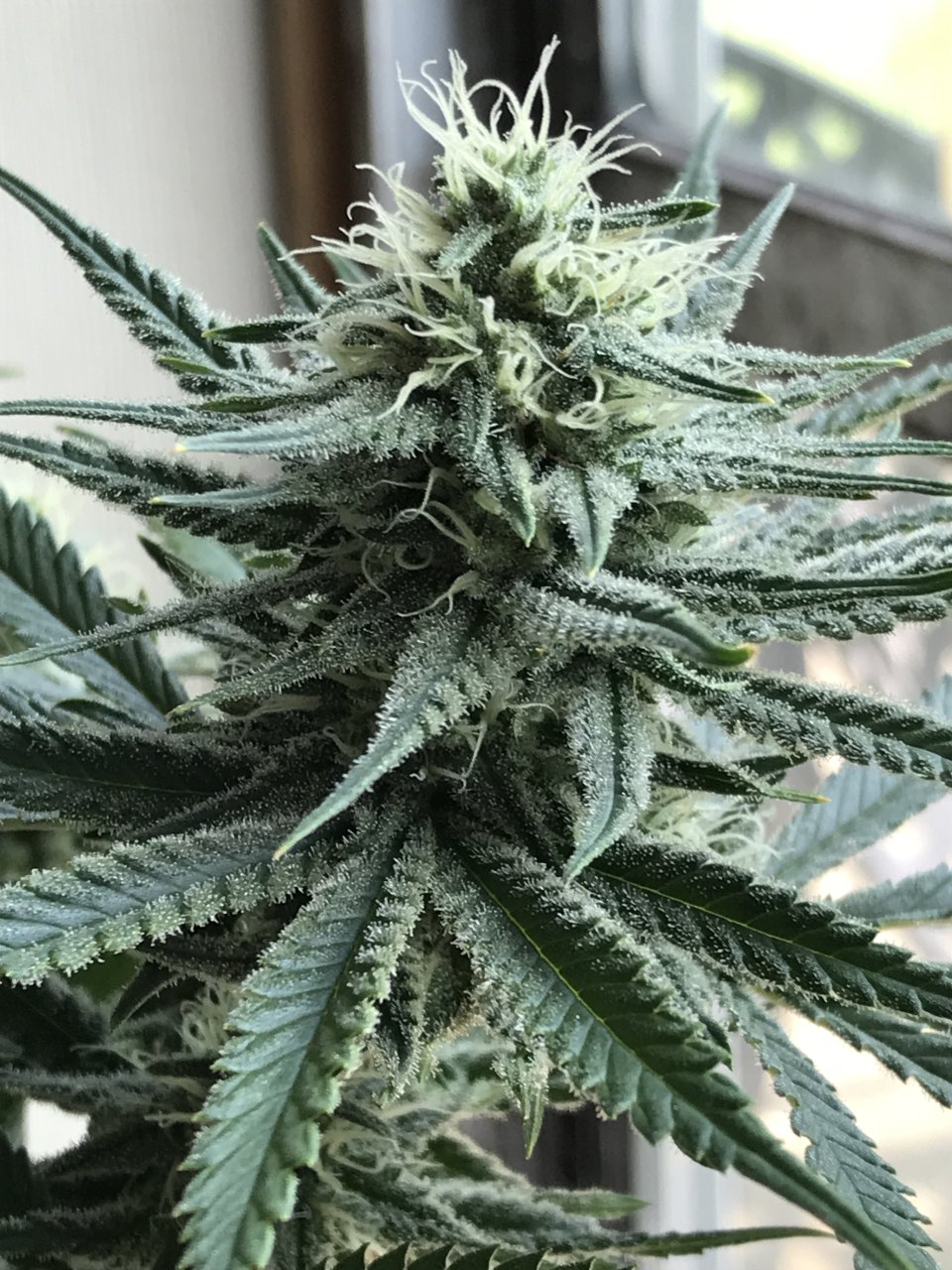 Moby Dick (Mary)-Day 23F-z.JPG