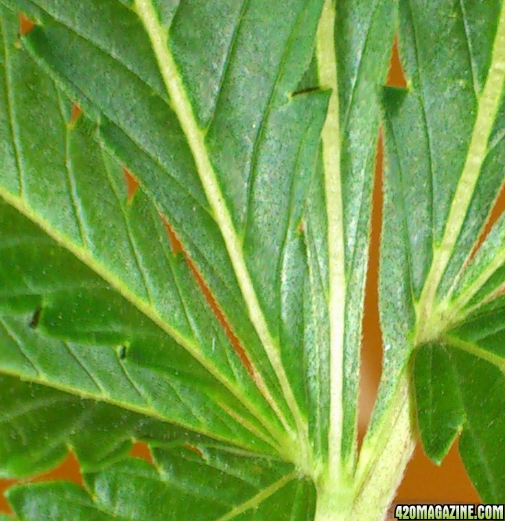 moby dick3 curious leaf detail