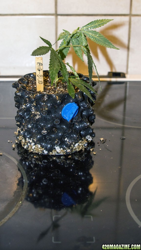 Modified Airpot - Cloning in soil test